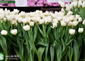 Tulipa Northcap ® (2)